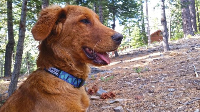 Tahoe Dog Gear: Behind The Scenes